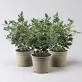 Produktbild: Japanischer Spindelstrauch 'Kathy'Ⓢ, Topf-Ø 13 cm, 3er-Set