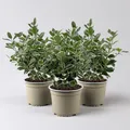 Produktbild: Japanischer Spindelstrauch 'Kathy'Ⓢ, Topf-Ø 13 cm, 3er-Set