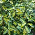 Produktbild: Wintergrüne Ölweide Limelight 100-125cm - Elaeagnus ebbingei