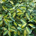 Produktbild: Wintergrüne Ölweide Limelight 100-125cm - Elaeagnus ebbingei - lebende Gartenpflanze aus den Baumschulen