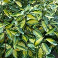Produktbild: Wintergrüne Ölweide Limelight 100-125cm - Elaeagnus ebbingei