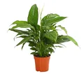 Produktbild: Dehner Zimmerpflanze Einblatt Air So Pure®, Spathiphyllum wallisii Bingo, 60-65 cm, luftreinigend, pflegeleicht, weiße Blüten