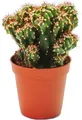 Produktbild: Cereus peruvianus cristata - Felsenkaktus - im 5,5cm Topf