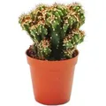 Produktbild: Exotenherz Cereus Peruvianus Cristata Felsenkaktus im 5,5cm Topf