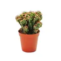 Produktbild: Exotenherz Kaktus Cereus peruvianus cristata - Felsenkaktus - im 5,5cm Topf