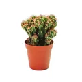 Produktbild: Cereus peruvianus cristata - Felsenkaktus - im 5,5cm Topf