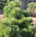 Produktbild: Gedrungene Zwerg Schwarzkiefer 40-50cm - Pinus nigra