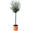 Produktbild: Sunny-Tree    Hochstämmiger Olivenbaum 160 Zentimeter Hoch 10 Jahre Alt Olea Europea Winterhart Bis -18° - Fruchtbildend Obstbaum