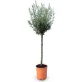 Produktbild: Sunny Tree - Hochstämmiger Olivenbaum 160 Zentimeter hoch - 10 jahre alt - Olea europea - Winterhart bis -18 - Fruchtbildend - Obstbaum