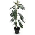 Produktbild: Sunny-Tree Seidenbaum Albizia Julibrissin Ombrella 150 cm Winterharter Baum mit Rosa Blüten Seidenakazie
