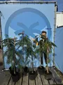 Produktbild: Sunny Tree - Seidenbaum - Albizia Julibrissin 'Ombrella' - Winterharter Baum - Rosa Blüten - 150 cm