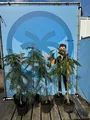 Produktbild: Sunny Tree - Seidenbaum - Albizia Julibrissin 'Ombrella' - Winterharter Baum - Rosa Blüten - 160 cm - Seidenakazie