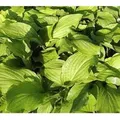 Produktbild: Funkie Honeybells - Hosta plantaginea