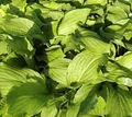 Produktbild: Funkie Honeybells - Hosta plantaginea