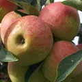 Produktbild: Elstar, aromatischer Winterapfel als kleinbleibender Buschbaum, schwach wachsende Unterlage: M9