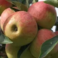 Produktbild: Elstar süß aromatisch knackiger Apfel als kleinbleibender Zwergapfelbaum 100-120