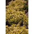 Produktbild: Origanum Vulgare Aureum Oregano Ca. 11x11 cm Topf