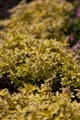 Produktbild: Origanum vulgare 'Aureum', Goldmajoran, ca. 11x11 cm Topf