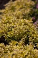 Produktbild: Pflanzen für Dich Staude Origanum vulgare Aureum, 1 St., Goldmajoran, Goldoregano, Gelber Dost