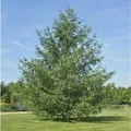 Produktbild: Japanische Lärche 40-60cm - Larix kaempferi
