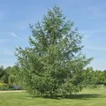 Produktbild: Japanische Lärche 40-60cm - Larix kaempferi