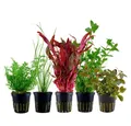 Produktbild: Aquaone Wasserpflanze Pflanzen Set mit 5 Hintergrund Wasserpflanzen Nr.209