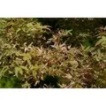 Produktbild: Acer Palmatum Oridono-Nishiki Japanischer Ahorn Buntes Laub 150–175 cm