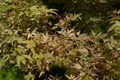 Produktbild: Pflanzen für Dich Gehölze Acer palmatum Oridono-nishiki, 1 St., Japanischer Ahorn, Fächerahorn