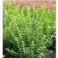 Produktbild: Liguster Green Diamond 30-40cm - Ligustrum ovalifolium