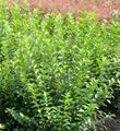 Produktbild: Liguster Green Diamond 30-40cm - Ligustrum ovalifolium