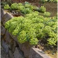 Produktbild: Walzen Wolfsmilch - Euphorbia myrsinites