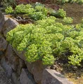 Produktbild: Walzen Wolfsmilch - Euphorbia myrsinites
