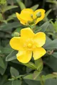 Produktbild: Pflanzen für Dich Staude Hypericum Hidcote, 1 St., Johanniskraut, Großblütiges Johanniskraut