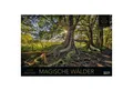 Produktbild: Korsch Verlag Wandkalender Magische Wälder 2026