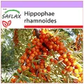 Produktbild: SAFLAX - Heilpflanzen - Sanddorn - 40 Samen - Hippophae rhamnoides