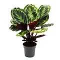 Produktbild: Schattenpflanze mit ausgefallenem Blattmuster - Calathea Medailon - 14cm Topf