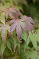 Produktbild: Pflanzen für Dich Gehölze Acer palmatum Moonfire, 1 St., Japanischer Ahorn, Fächerahorn