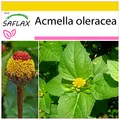 Produktbild: SAFLAX - Kräuter - Parakresse - 500 Samen - Acmella oleracea