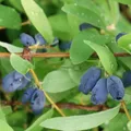 Produktbild: Sibirische Blaubeere MyBerry® 'Sweet', Höhe 25-30 cm, im 5 Liter Topf