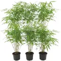 Produktbild: Plants by Frank | 6 Bambus Pflanzen | Fargesia Rufa | Gartenpflanzen | Gräser | Winterhart | Mehrjährig | Keine Wurzelausläufer | Gartenpflanzen