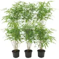 Produktbild: Plants by Frank | Bambus Pflanze Winterhart im Set von 6 Pflanzen | Fargesia Rufa | Gartenpflanzen | Gräser Winterhart Mehrjährig |Ø13 cm | 25 cm | Keine Wurzelausläufer