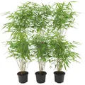 Produktbild: Bambus Pflanze | Bambus Pflanze Winterhart im Set von 6 Pflanzen | 13 cm Ø 25 cm