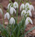 Produktbild: Schneeglöckchen - Galanthus nivalis