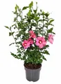 Produktbild: Pflanzen für Dich Gehölze Hibiscus syriacus Woodbridge, 1 St., Garten-Eibisch, Straucheibisch, Hibiskus