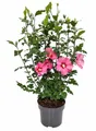 Produktbild: Hibiscus syriacus 'Woodbridge', Roseneibisch, rosa Blüten, 60–80 cm