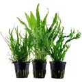 Produktbild: Pflanzen Set Mit 3 Javafarn Wasserpflanzen Nr.132