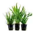 Produktbild: Aquaone Wasserpflanze Pflanzen Set mit 3 Javafarn Wasserpflanzen Nr.132