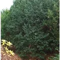 Produktbild: Dunkle Straucheibe Schwarzgrün 50-60cm - Taxus baccata