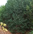 Produktbild: Dunkle Straucheibe Schwarzgrün 50-60cm - Taxus baccata