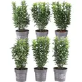 Produktbild: Plants by Frank | Grüne Spindelstrauch Hecke | Euonymus Japonicus 'Green Spire' | Heckenpflanzen | Gartenpflanzen